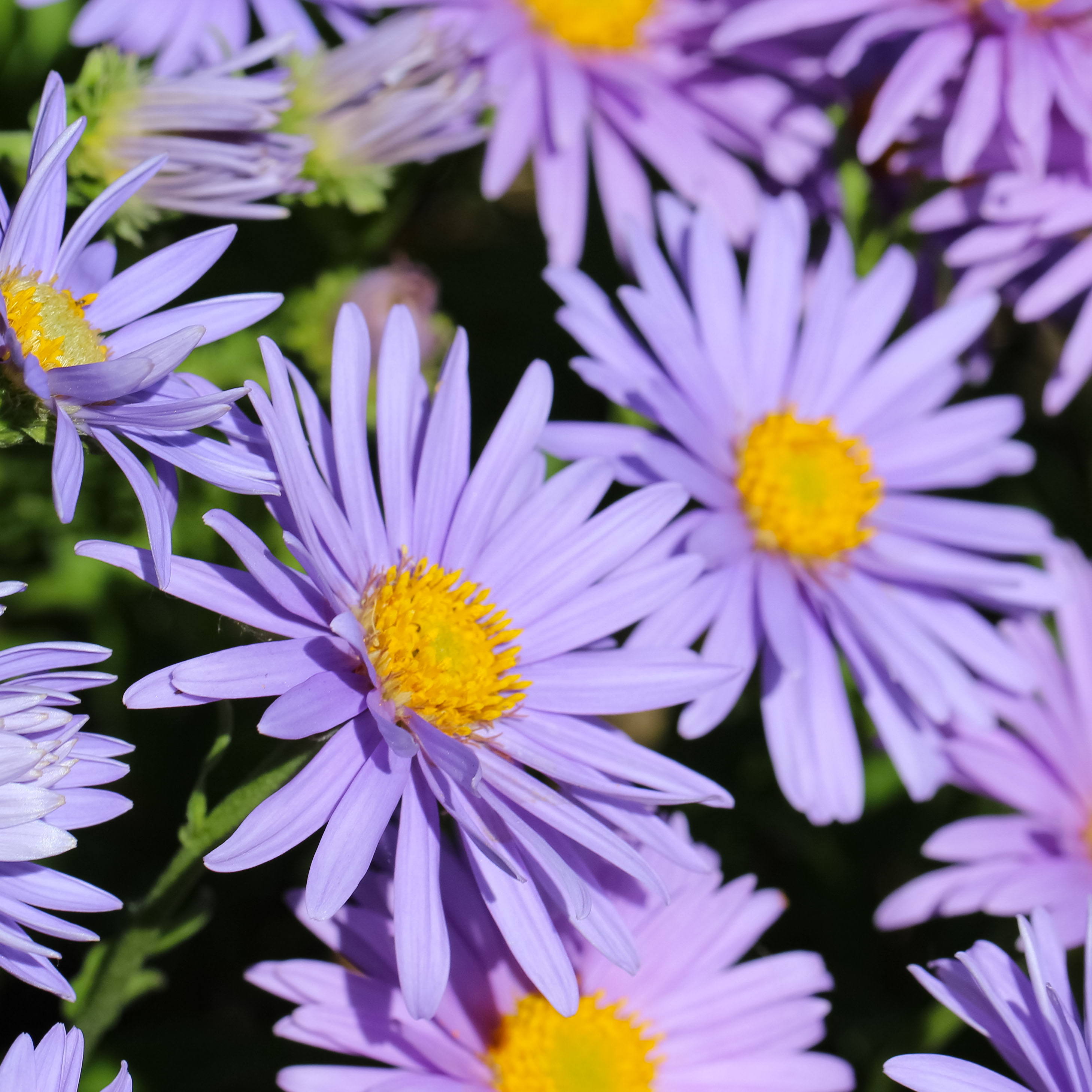 september-birth-flower-aster