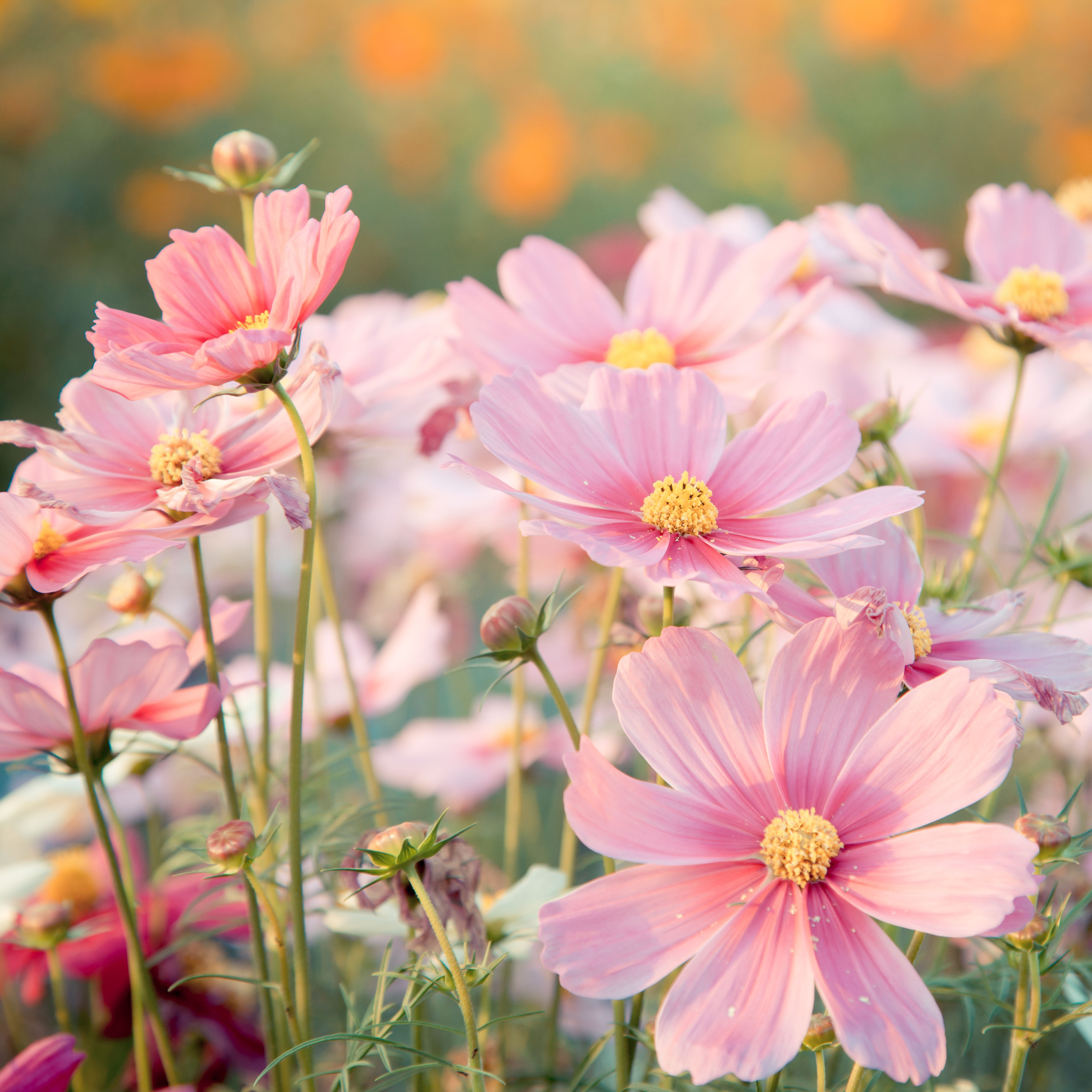 october-birth-flower-cosmo