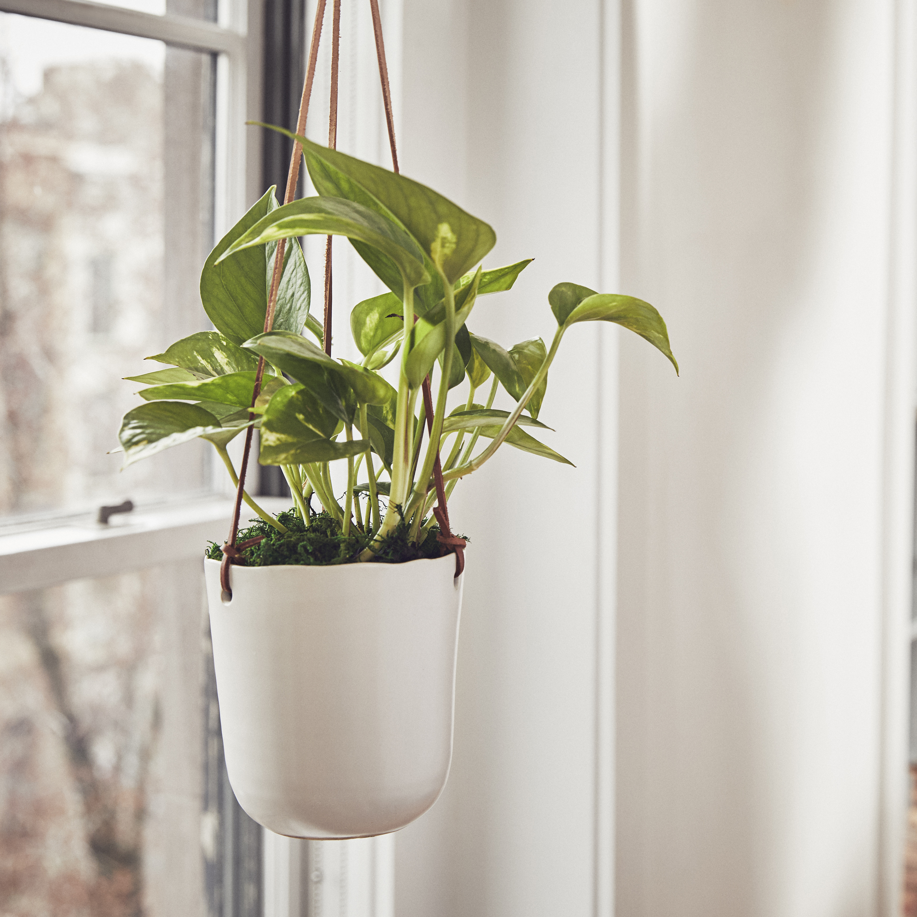 prepare-indoor-plants-fall