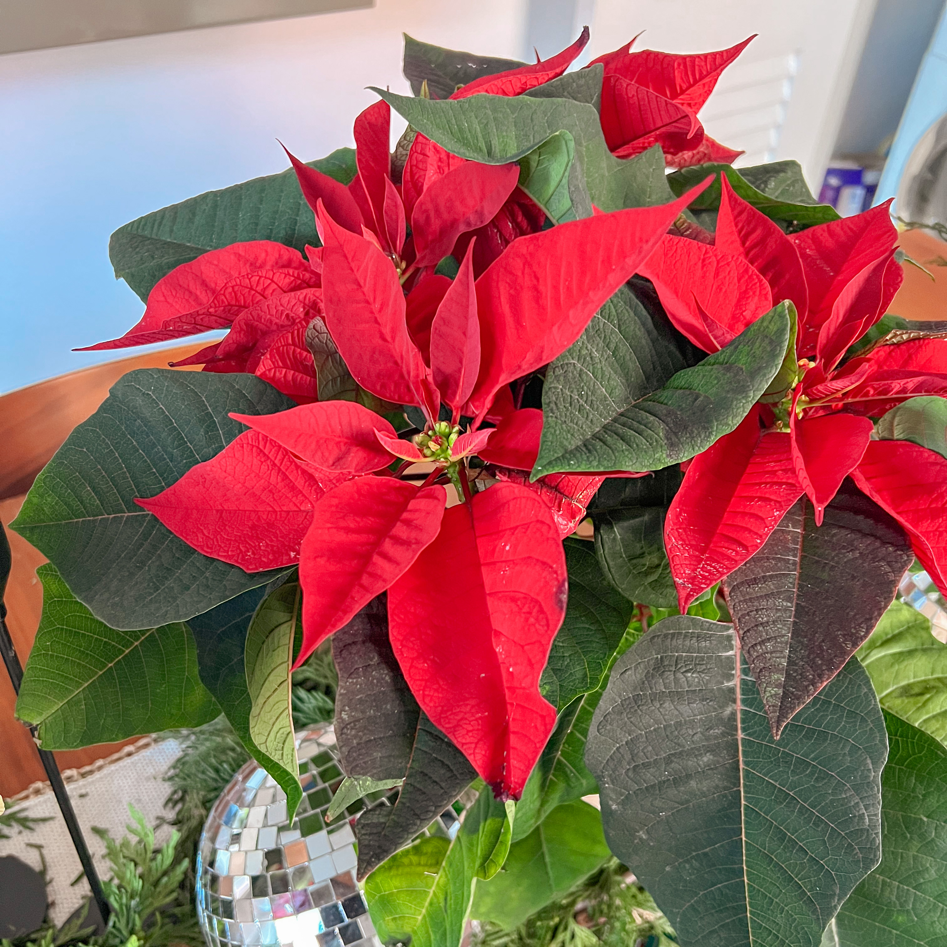 poinsettia-care