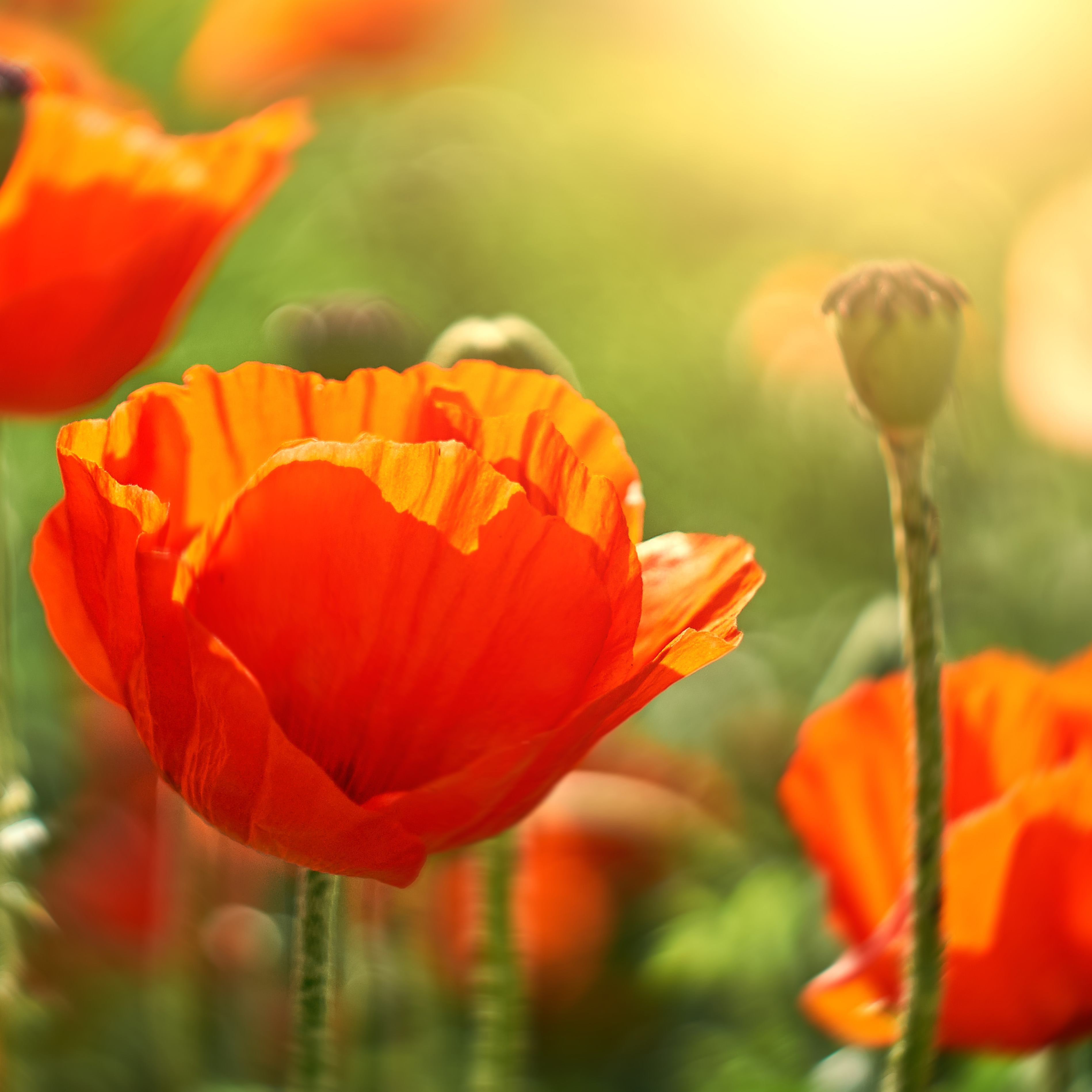 august-birth-flower-poppy