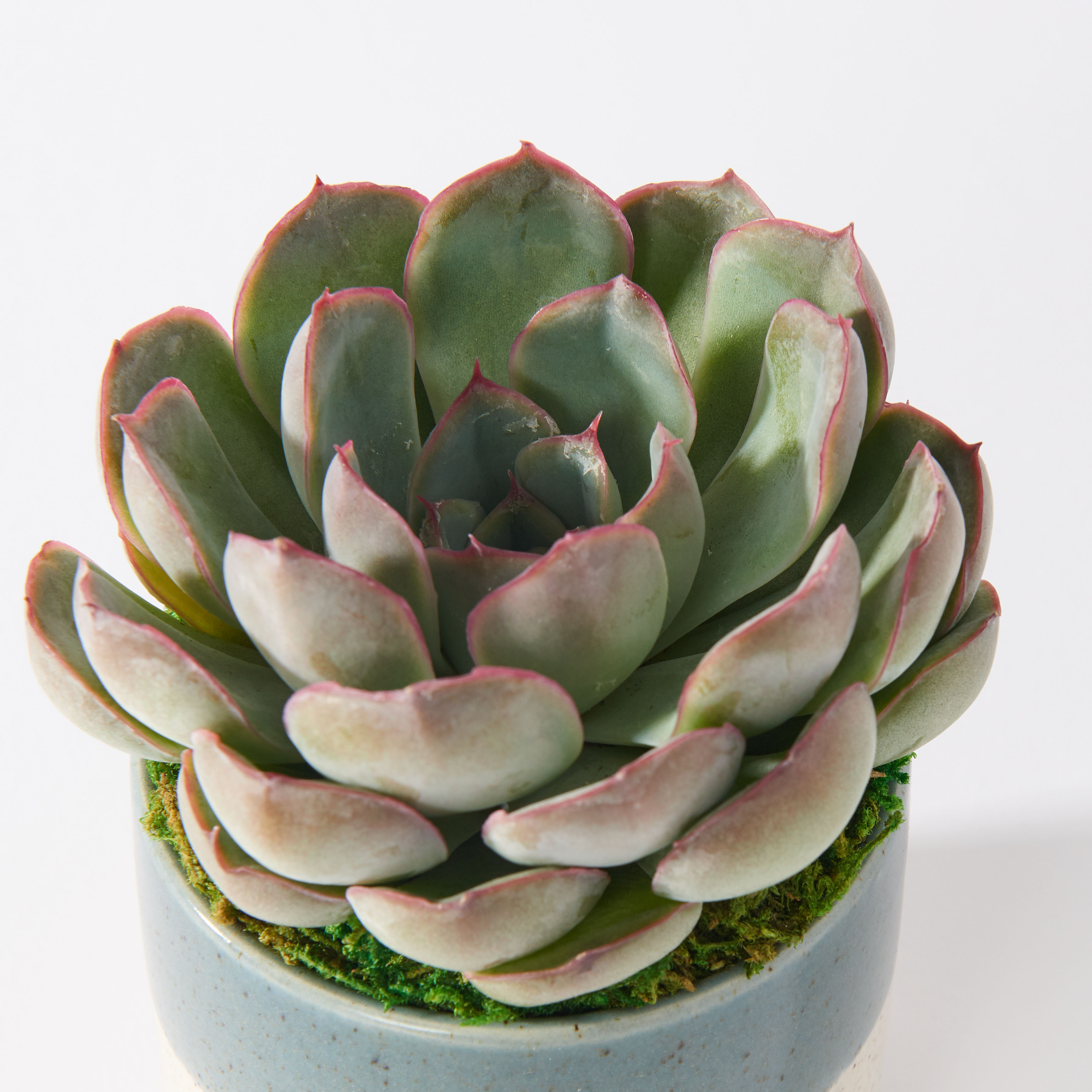 succulent-care